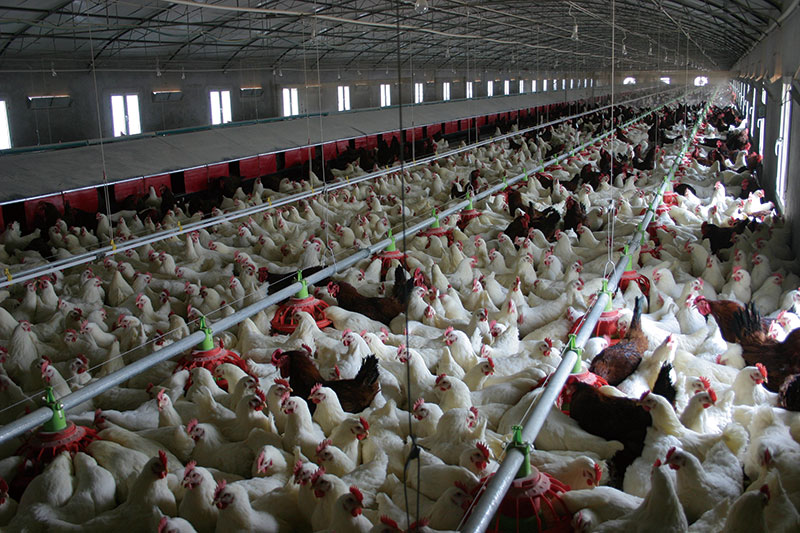 養(yǎng)雞工程案例(圖1) 養(yǎng)雞工程案例(圖1)