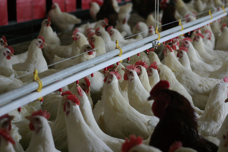 Chicken project case(圖2)