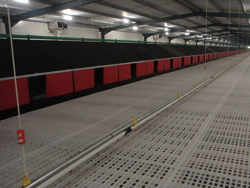 Chicken project case(圖3)